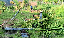 ಶಿವಮೊಗ್ಗ: ಪುರದಾಳು ಗ್ರಾಮದಲ್ಲಿ ಮುಂದುವರಿದ ಕಾಡಾನೆ ಹಾವಳಿ: ಅಡಿಕೆ, ತೆಂಗಿನ ತೋಟ ಧ್ವಂಸ