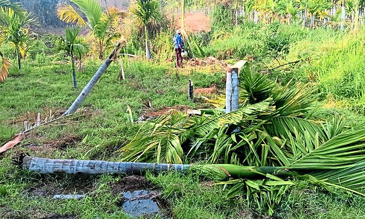 ಶಿವಮೊಗ್ಗ: ಪುರದಾಳು ಗ್ರಾಮದಲ್ಲಿ ಮುಂದುವರಿದ ಕಾಡಾನೆ ಹಾವಳಿ: ಅಡಿಕೆ, ತೆಂಗಿನ ತೋಟ ಧ್ವಂಸ