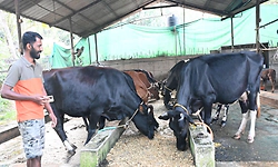 ಮಂಗಳೂರು: ಉನ್ನತ ಉದ್ಯೋಗ ಬಿಟ್ಟು ಗೋಪಾಲನೆಯಲ್ಲಿ ಆನಂದ ಕಂಡ ಕೃಷ್ಣಾನಂದ!