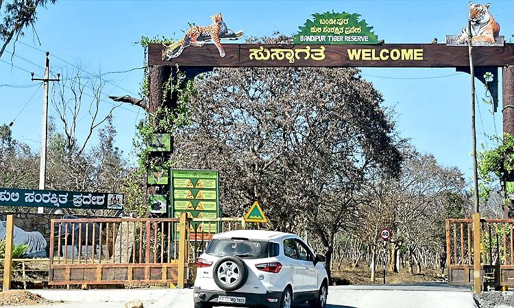 ನಾಗರಹೊಳೆ, ಬಂಡೀಪುರದಲ್ಲಿ ಸಫಾರಿಗೆ ಅನುಮತಿ 