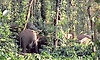 Chikkamagaluru: Wild elephant menace in Mudigere, over 70 elephants roaming