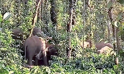 Chikkamagaluru: Wild elephant menace in Mudigere, over 70 elephants roaming