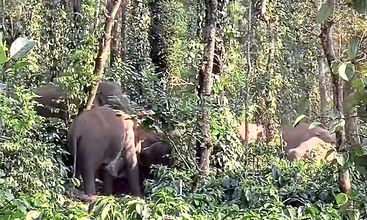 Chikkamagaluru: Wild elephant menace in Mudigere, over 70 elephants roaming