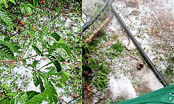 Hailstorm batters Chikkamagaluru, coffee estates turn white