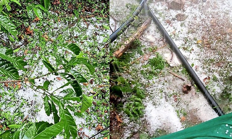Hailstorm batters Chikkamagaluru, coffee estates turn white