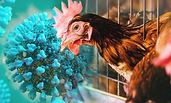 Bird Flu reported in Kerala's Kozhikode; containment measures initiated