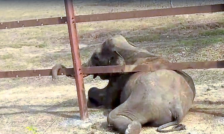 Elephant trapped in railway fence near Hunsur, escapes after struggle