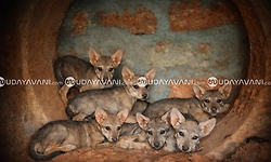 Indian wolf Geetha gives birth to seven cubs at Pilikula Biological Park