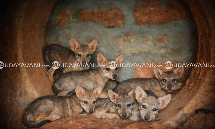Indian wolf Geetha gives birth to seven cubs at Pilikula Biological Park