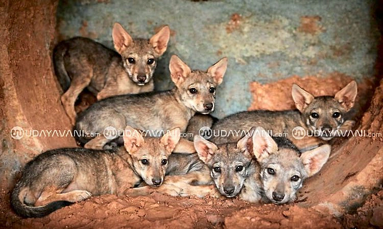  Mangaluru: ಪಿಲಿಕುಳ ಜೈವಿಕ ಉದ್ಯಾನವನದಲ್ಲಿ 7 ಮರಿಗಳ ತಾಯಿಯಾದ ಭಾರತೀಯ ತೋಳ 'ಗೀತ'