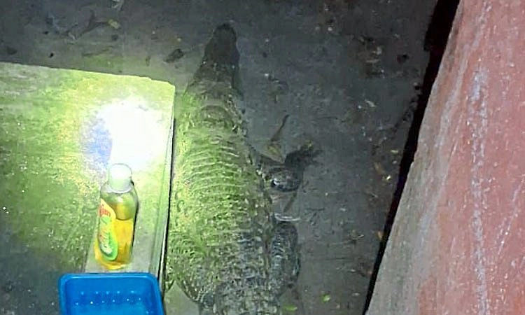 ಪೂಪಾಡಿಕಟ್ಟೆ: ಮನೆಯಂಗಳದಲ್ಲಿ ಬೃಹತ್ ಮೊಸಳೆ ಪತ್ತೆ