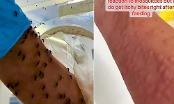 Scientist feeds own blood to lab mosquitoes in Melbourne, video goes viral