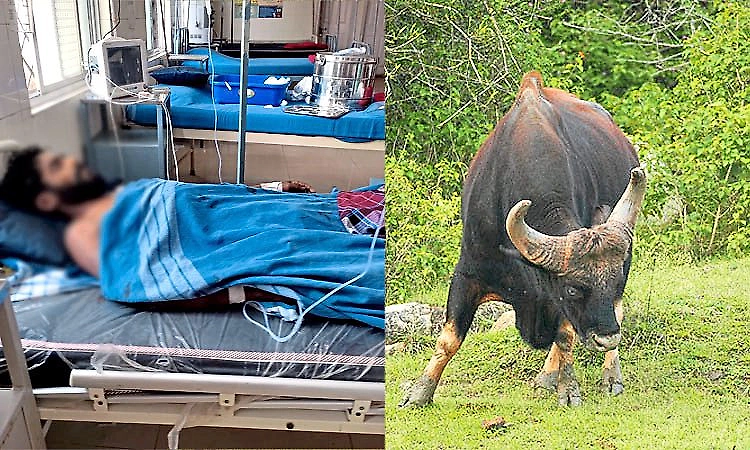 Youth dies after wild bison attack in Chikkamagaluru
