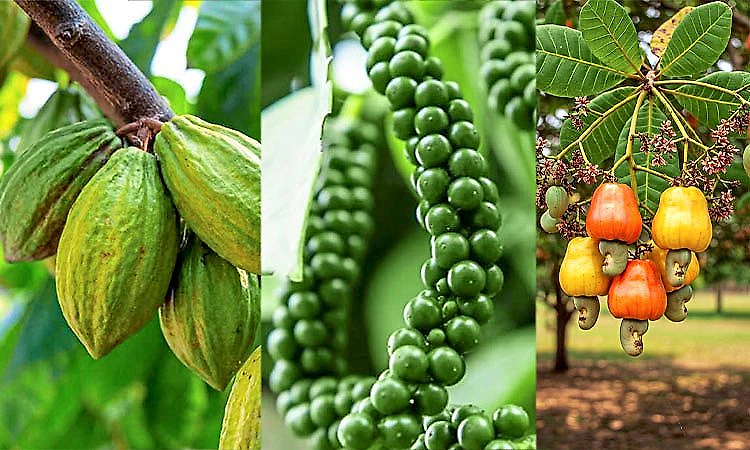 Training on improved cultivation and processing of pepper, cashew, and cocoa on April 23