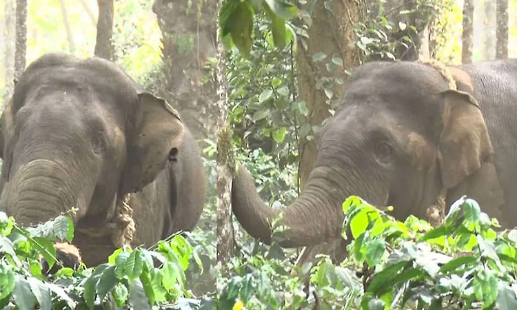 ಕಾರ್‍ಯಾಚರಣೆ ಪಡೆಗೆ ಮತ್ತೆ ಚಳ್ಳೆಹಣ್ಣು ತಿನ್ನಿಸಿದ ಒಂಟಿಕೋರೆ ಕಾಡಾನೆ