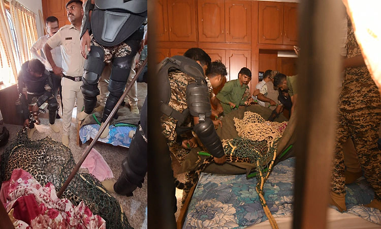 ಮೈಸೂರು: ಮನೆಯ ಮಂಚದ ಕೆಳಗೆ ಅವಿತಿದ್ದ ಚಿರತೆ ಸೆರೆ