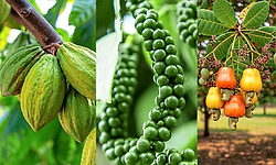 ಎ. 23: ಕಾಳುಮೆಣಸು, ಗೇರು, ಕೋಕೋ ಬೆಳೆಗಳ ಉತ್ತಮ ಕೃಷಿ ಪದ್ಧತಿ, ಸಂಸ್ಕರಣೆ ಬಗ್ಗೆ ತರಬೇತಿ