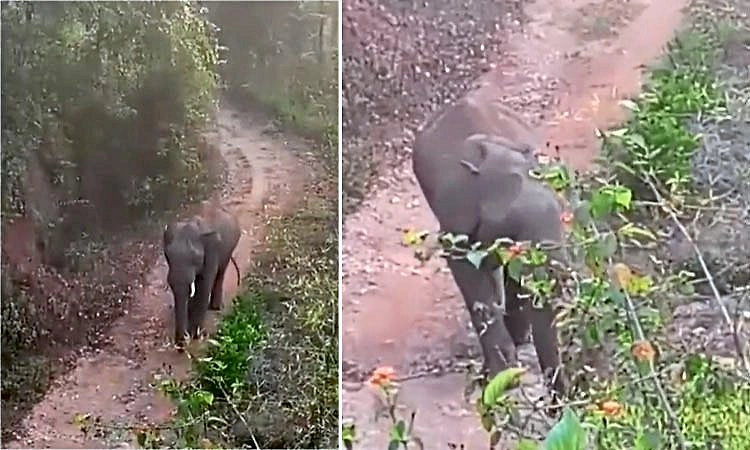 Kottigehara: ಮಲೆನಾಡಲ್ಲಿ ತೀರದ ಕಾಡಾನೆ ಭೀತಿ