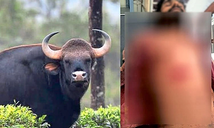 Kalasa: ಕಾಡುಕೋಣ ದಾಳಿ, ಯುವಕನಿಗೆ ಗಾಯ