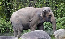 ಗುಂಡ್ಲುಪೇಟೆ: ಕಾಡಾನೆ ದಾಳಿಗೆ ಅರ್ಧ ಎಕರೆಯ ಈರುಳ್ಳಿ ನಾಶ