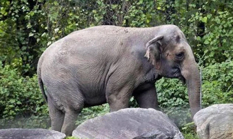 ಗುಂಡ್ಲುಪೇಟೆ: ಕಾಡಾನೆ ದಾಳಿಗೆ ಅರ್ಧ ಎಕರೆಯ ಈರುಳ್ಳಿ ನಾಶ