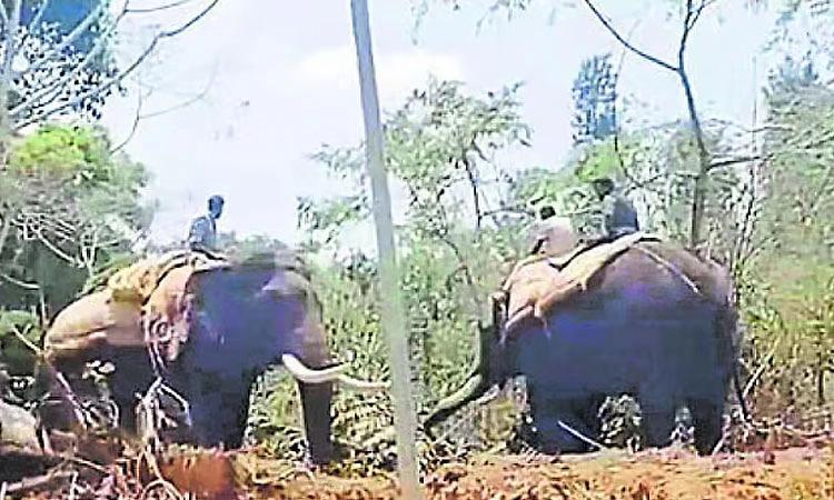 ಮೂರು ದಿನ ಚಳ್ಳೆಹಣ್ಣು ತಿನ್ನಿಸಿದ್ದ ನರಹಂತಕ ಸಲಗ ಕೊನೆಗೂ ಸೆರೆ