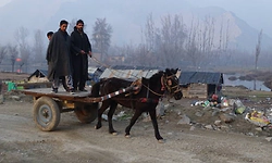 Traditional 'tongas' gather popularity in Jammu border belt amid PM's appeal to save fuel