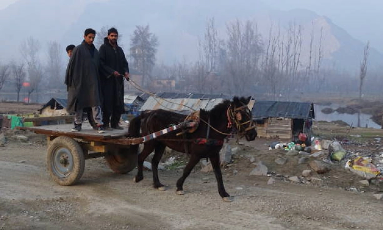 Traditional 'tongas' gather popularity in Jammu border belt amid PM's appeal to save fuel