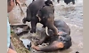 Karnataka: Woman dies during elephant fight at Dubare camp; safety measures ordered