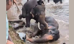 Karnataka: Woman dies during elephant fight at Dubare camp; safety measures ordered