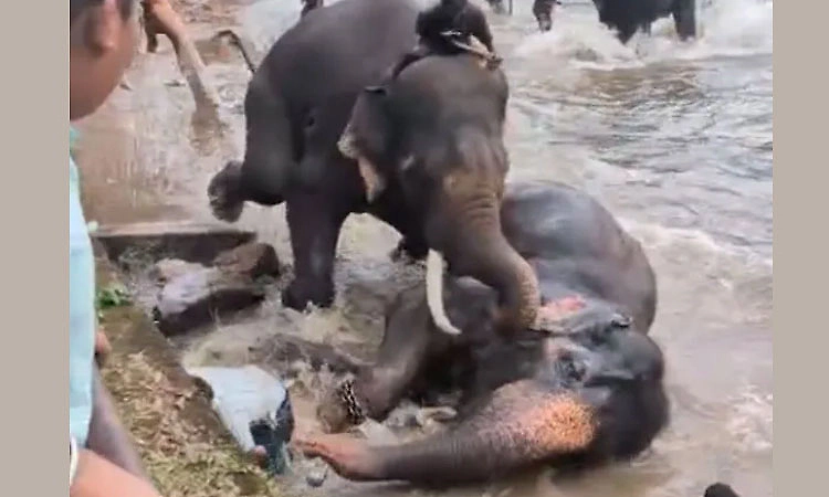 Karnataka: Woman dies during elephant fight at Dubare camp; safety measures ordered
