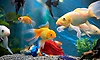 Aquarium Fish: ನಿಮ್ಮ ಪ್ರೀತಿಯ ಅಕ್ವೇರಿಯಂ ಮೀನುಗಳ ಸಾವಿಗೆ ನೀವೇ ಕಾರಣ!
