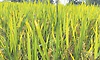 ಕರಾವಳಿಯಲ್ಲಿ ಈ ಬಾರಿ ಸಹ್ಯಾದ್ರಿ ಸಿಂಧೂರ ಪ್ರಯೋಗ