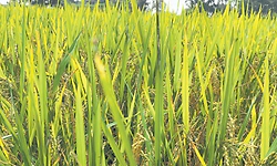 ಕರಾವಳಿಯಲ್ಲಿ ಈ ಬಾರಿ ಸಹ್ಯಾದ್ರಿ ಸಿಂಧೂರ ಪ್ರಯೋಗ