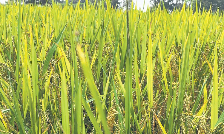 ಕರಾವಳಿಯಲ್ಲಿ ಈ ಬಾರಿ ಸಹ್ಯಾದ್ರಿ ಸಿಂಧೂರ ಪ್ರಯೋಗ