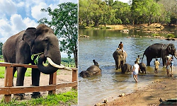 Karnataka bans elephant bathing, selfies and feeding at camps under new safety SOP