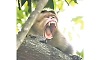 Mannagudda: Meat-loving monkey leaves residents troubled!