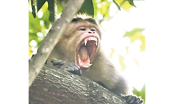 Mannagudda: Meat-loving monkey leaves residents troubled!