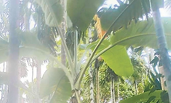 ನಿಯಂತ್ರಣಕ್ಕೆ ಸೂಕ್ತ ಮುನ್ನೆಚ್ಚರಿಕೆಯೇ ದಿವ್ಯ ಔಷಧ