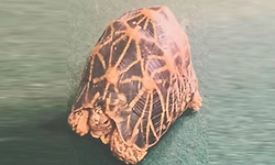 ನಕ್ಷತ್ರ ಆಮೆ ಮಾರಾಟ ಯತ್ನ:ಕಾಸರಗೋಡಿನ ಇಬ್ಬರ ಬಂಧನ