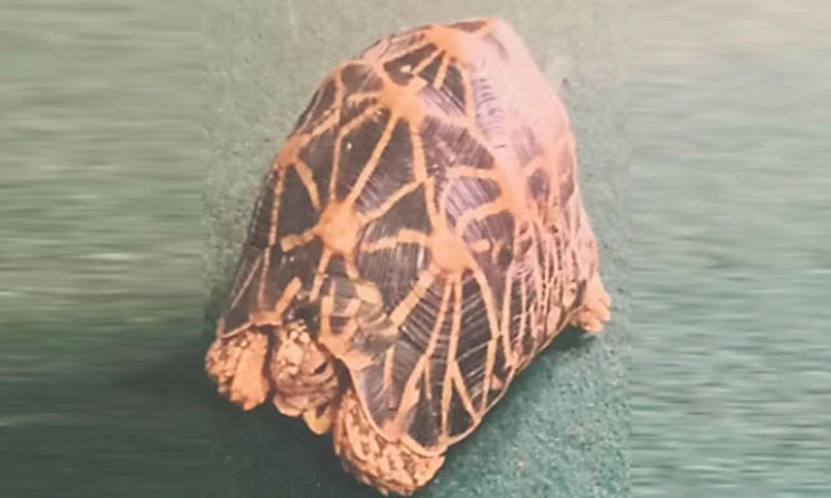 ನಕ್ಷತ್ರ ಆಮೆ ಮಾರಾಟ ಯತ್ನ:ಕಾಸರಗೋಡಿನ ಇಬ್ಬರ ಬಂಧನ