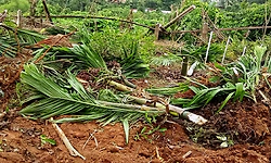 Punjalkatte: ಅಕ್ರಮ ಪ್ರವೇಶ, ಕೃಷಿನಾಶ: ಪ್ರಕರಣ ದಾಖಲು