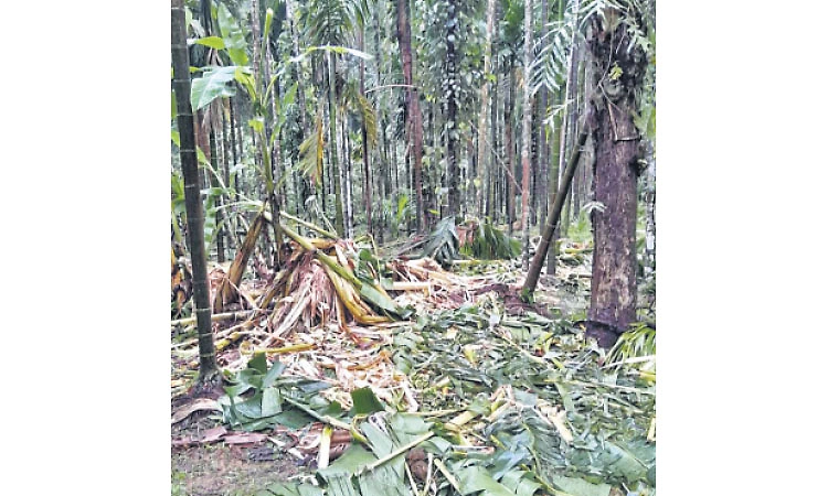 ಏನೆಕಲ್ಲು: ಕಾಡಾನೆ ದಾಳಿ ಅಡಿಕೆ, ತೆಂಗು, ಬಾಳೆ ಬೆಳೆ ನಾಶ