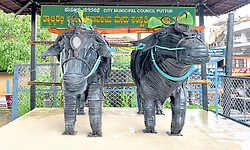 ಪುತ್ತೂರು ನಗರಸಭೆಯಲ್ಲಿ ಕಂಬಳದ ಕೋಣಗಳ ಸ್ವಾಗತ!