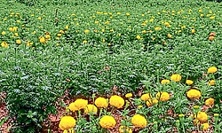 ಓಣಂ ಸಂಭ್ರಮಕ್ಕೆ ಅರಳಿವೆ ಚೆಂಡು ಹೂವುಗಳು