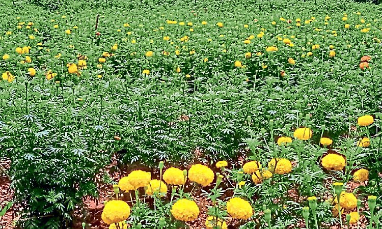 ಓಣಂ ಸಂಭ್ರಮಕ್ಕೆ ಅರಳಿವೆ ಚೆಂಡು ಹೂವುಗಳು