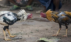 ಪಾಂಡಿಬೆಟ್ಟು: ಕೋಳಿ ಅಂಕಕ್ಕೆ ಉಪ್ಪಿನಂಗಡಿ ಪೊಲೀಸ್‌ ದಾಳಿ