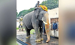 ಮೈಸೂರು ದಸರೆ: ಕ್ಯಾ.ಅಭಿಮನ್ಯು ಹೊರಕ್ಕೆ