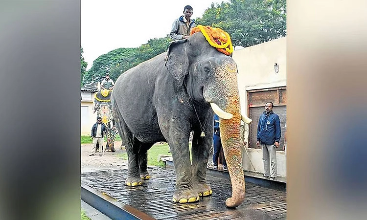 ಮೈಸೂರು ದಸರೆ:  ಕ್ಯಾಪ್ಟನ್‌ ಅಭಿಮನ್ಯು ಹೊರಕ್ಕೆ: 12 ಆನೆಗಳ ಪಟ್ಟಿ ಸಿದ್ಧ