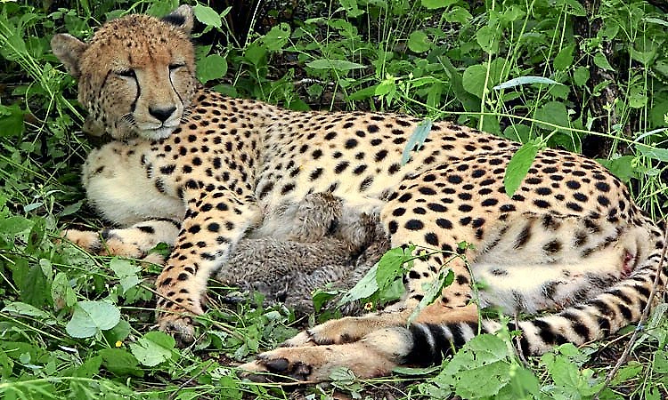 India-born cheetah gives birth to four cubs in MP's Kuno National Park